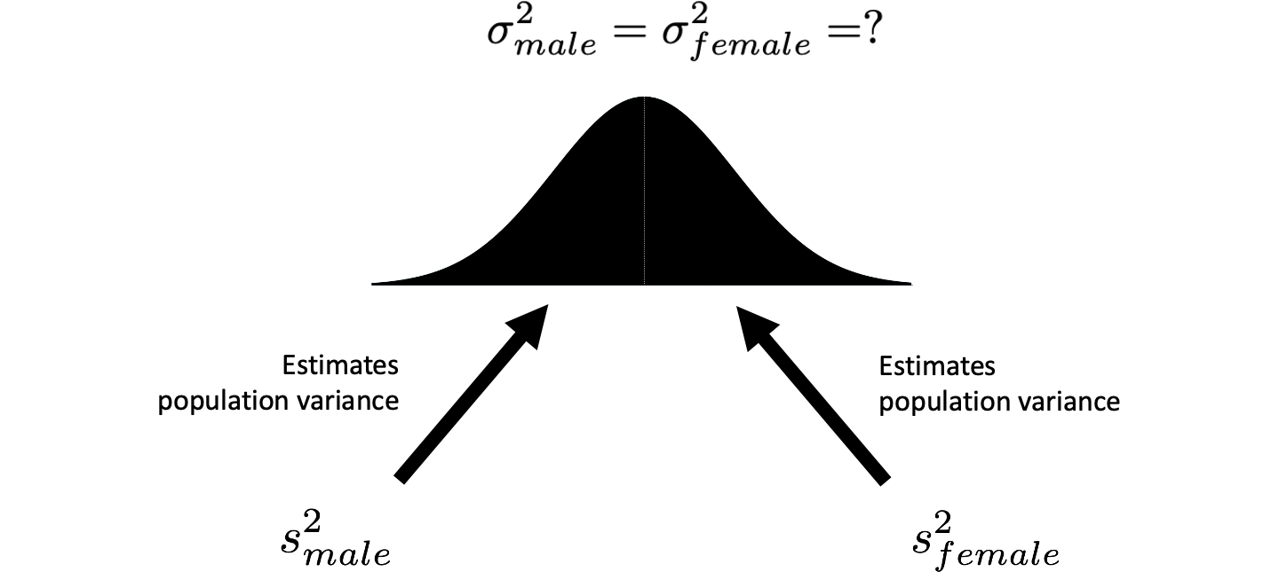 Two estimates of a single population variance. We assume the population variances are the same. Therefore, the male and female sample variances are both estimates of the same population variance.