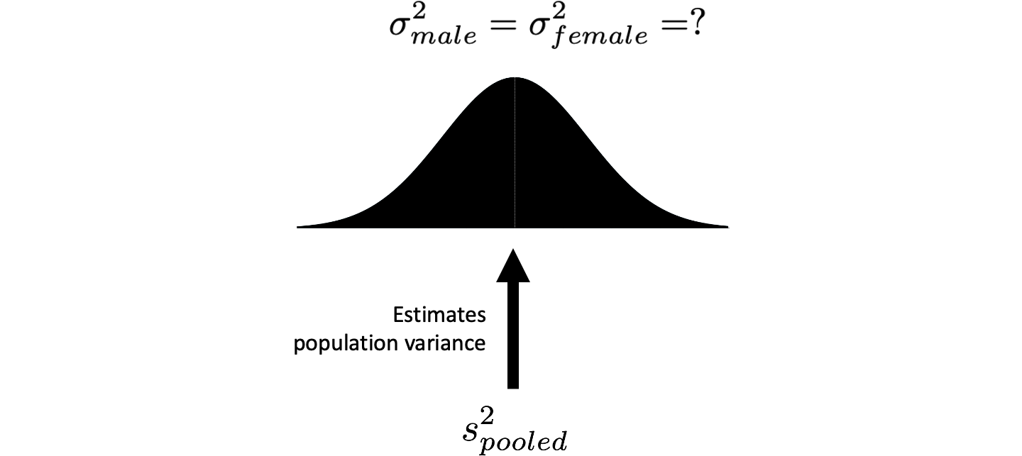 Pooled variance from the samples estimates population variance. The population variance is estimated by averaging two sample variances into a single estimate called pooled variance ($s_{pooled}^2$). When sample sizes are equal, the pooled variance is just the regular/simple average of the two sample variances (both using n-1 in the denominator). When the sample sizes are unequal (i.e., different numbers of males and females), however, we need to use a more sophisticated averaging formula to obtain the pooled variance.